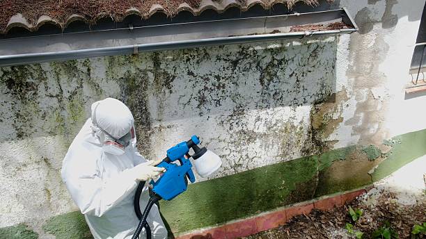 Trusted Mold Testing service in Newaygo, MI - Cheap Mold Removal